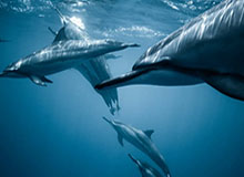 NBA历史首位中锋！约基奇达成生涯6000次助攻里程碑